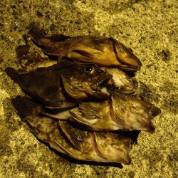 ガシラをあえて狙ってみた